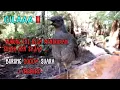 Lagu LYREBIRD Burung pandai dan unik yang bisa menirukan suara apa saja |suara babi pun bisa.