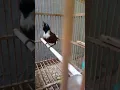 Burung Sido kopi/tepus leher putih gacor tembakan rapet