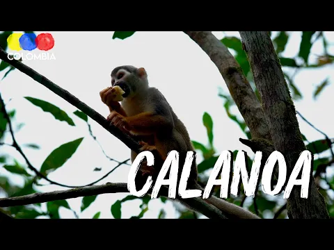 Calanoa Sustainable Project | Amazon Colombia