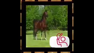 براس عنيزة زعجت الصوت  اضغط اشتراك ليصلك كل جديد دندنها