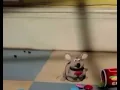 mouse eating alone