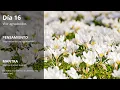 Download Lagu Deepak Chopra [Día 16] Reto 21 dias creando abundancia