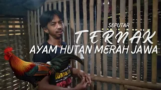 Download Berbagi Pengalaman Seputar Ternak Ayam Hutan Merah Jawa MP3