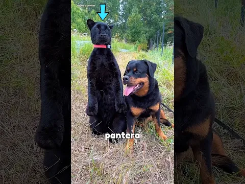Esta pantera creció junto a una Rottweiler #michis #mascotas #gatos