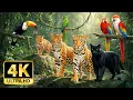 Lagu The Enigmatic Beauty of Wildlife in 4K –  Serene Forest Wildlife and Relaxing Soothing Music