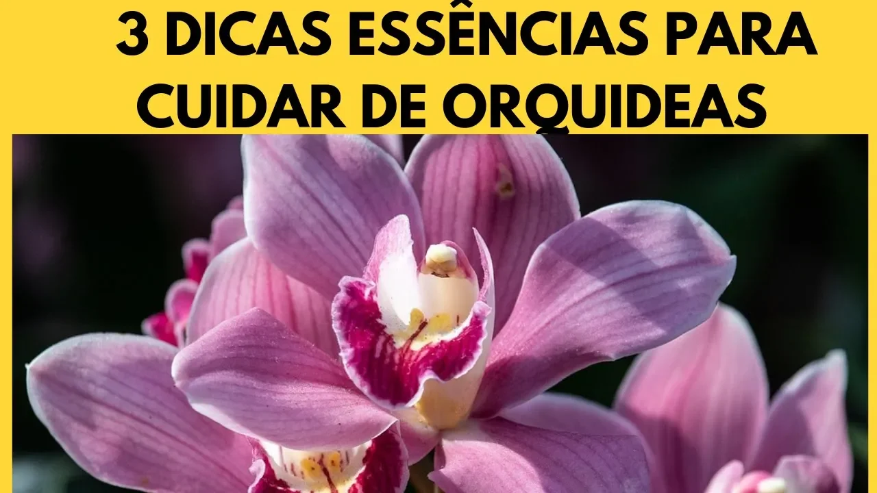 3 DICAS DE COMO CUIDAR DE ORQUÍDEAS COMO CUIDAR DAS ORQUÍDEAS 3 PASSOS ESSÊNCIAS!!