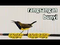 Download Lagu Cuit crecet ucceekk ucceekkk PANCINGAN SOGON AGAR MUDAH NYAUT  #pancingansogon #pancingansogokontong