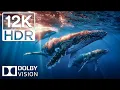 Download Lagu Majestic Ocean World in 12K 120FPS HDR Dolby Vision | Cinematografisch geluid, levendige kleuren