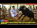 Kaki Pak Haji Hancur‼️Ditendang Domba Gara-Gara Sombong pada Tukang Ojek-Azab Nyata Bikin Merinding