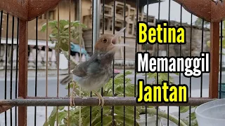 pancingan prenjak betina memanggil prenjak jantan suara jernih cocok juga buat masteran