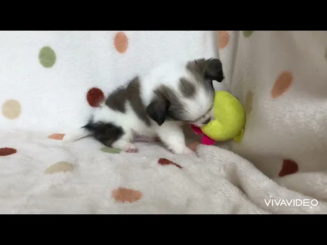 動画