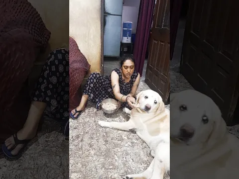 It's Dinner Time for Coco 🦮❤️👩🦰❤️🦮. #shorts #funnydogs #funnylabrador #crazycoco #dogshorts #dogesh