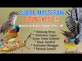 Download Lagu MASTERAN BURUNG KECIL, masteran untuk konin, masteran sogon, pleci, kombinasi burung masteran
