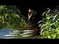 Download Lagu How to build a wooden floor to catch water, make a bamboo fish gun, hunt fish with a homemade gun