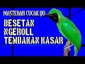Lagu Masteran cucak ijo full isian menaikan emosi dan tembak an panjang bongkar materi