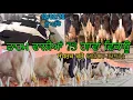 Lagu 75 Cows For Sale \u0026 75 ਗਾਵਾਂ ਵਿਕਾਊ #cowforsale #youtubeshorts #hfcow #jarseycow #youtubevideo