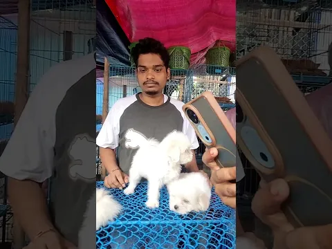 Quality Dog Puppy at Cheap Price |6th September 2026 |Galiff Street Pet Market |#shorts #shortsfeeds