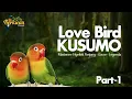 Download Lagu LoveBird Kusumo Part-1 | Gacor | Ngekek | Masteran | Legenda #lovebird #kicau #kicaumania