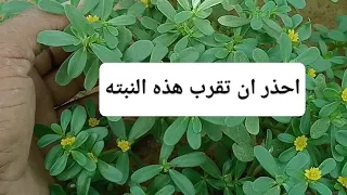 فوائد الرجله هذه النبته لها فوائد عديده مدمره لخلايا السرطان فضل الفيتامينات والمعادن اللي فيها 