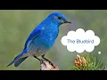 (poem) The Bluebird