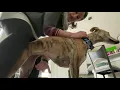 How to hold a dog for the start of a FastCAT run