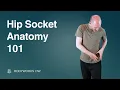 Hip Socket Anatomy 101 Understanding Hip Mobility Pain Medical Massage Therapy Tutorial