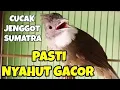 Download Lagu Cucak Jenggot Sumatra Gacor memanggil lawan Ampuh buat Pancingan dan masteran