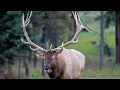 Download Lagu Largest Elk Bull Sheds His Antlers