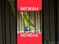 Download Lagu Kecial Kuning MEWAH‼️#kecialkuning #shorts @pepadukecial
