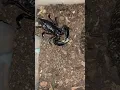 Download Lagu Asian Forest Scorpion Feeding