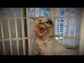 Download Lagu I regretted adopting this stray cat on Day 1... until Day 30