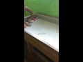 How to play carpet ball