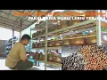 Download Lagu Budidaya Lebah Madu Lanceng di rumah pakai Kuali , hasil jutaan.