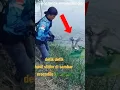Download Lagu PENAMPAKAN BUAYA ANEH SAAT MANCING DI RIAU‼️ #shorts