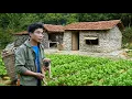 Download Lagu Young CEO and his dog build a bathhouse and harvest ginger to sell | Live self-sufficiently