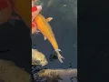 Download Lagu Did you spot the two ghost koi? Look closely! 👻🐟 #koi