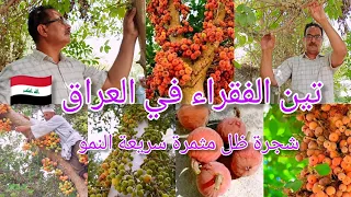 تين الجميز                 تين الفقراء الشجرة المقدسة لدى الفراعنة وطعم حلو شجرة عملاقة  وفوائد طبية دندنها