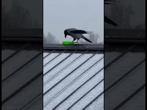 Karma Crow's Instant Snow Sledding Fun! ❄️ #karma #crowfun #shorts