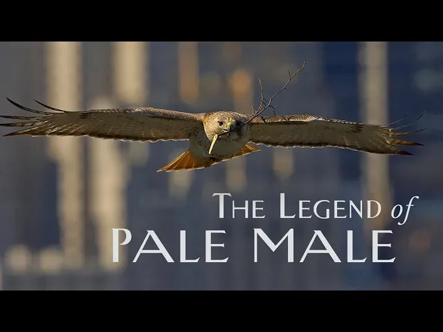 TRAILER The Legend of Pale Male