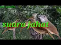 Download Lagu kapas tembak ribut || suara pikat kapas tembak