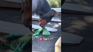 #fypシ #Fyp #Dream #doberman #pets
