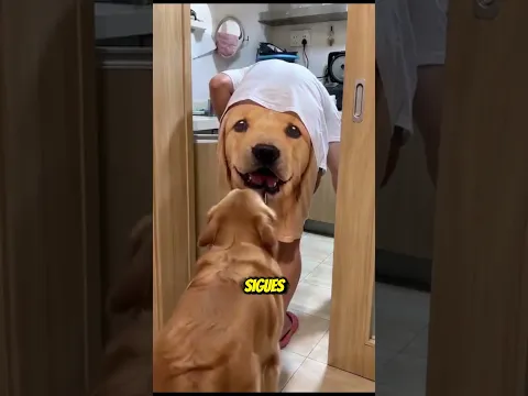 Confundió la camiseta de su dueño con un perro real 🐶👕😂