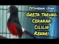 Download Lagu Murai Batu Balak Nias ISTIMEWA BONGKAR ISIAN GREJA TARUNG,CEKAKAK,CILILIN,KENARI