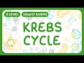 A-Level Biology - Krebs Cycle