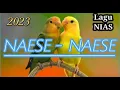 NAESE-NAESE LAGU NIAS 2023
