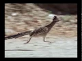 Download Lagu Roadrunner 26 mph