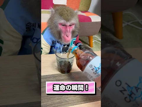 猿にONICHAを飲ませた…
