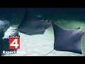New Legasea Aquarium in Utica set to make splash