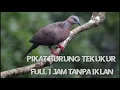 Download Lagu PIKAT TEKUKUR TERBARU. FULL 1 JAM TANPA IKLAN