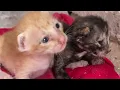 Download Lagu Tiny Kittens Crying for the Mom They'll Never See Again 💔